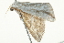  ( - BIOUG02072-F03)  @13 [ ] CreativeCommons - Attribution (2012) CBG Photography Group Centre for Biodiversity Genomics