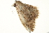  ( - BIOUG02072-G03)  @12 [ ] CreativeCommons - Attribution (2012) CBG Photography Group Centre for Biodiversity Genomics