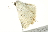  (Scopula internataria internataria - BIOUG02073-A06)  @12 [ ] CreativeCommons - Attribution (2012) CBG Photography Group Centre for Biodiversity Genomics
