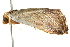  ( - BIOUG02073-F06)  @13 [ ] CreativeCommons - Attribution (2012) CBG Photography Group Centre for Biodiversity Genomics
