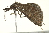  ( - BIOUG02073-F09)  @12 [ ] CreativeCommons - Attribution (2012) CBG Photography Group Centre for Biodiversity Genomics