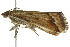  ( - BIOUG02073-F12)  @13 [ ] CreativeCommons - Attribution (2012) CBG Photography Group Centre for Biodiversity Genomics