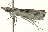 ( - BIOUG02074-C04)  @12 [ ] CreativeCommons - Attribution (2012) CBG Photography Group Centre for Biodiversity Genomics