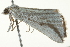  ( - BIOUG02074-F12)  @13 [ ] CreativeCommons - Attribution (2012) CBG Photography Group Centre for Biodiversity Genomics