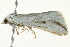  ( - BIOUG02074-G08)  @13 [ ] CreativeCommons - Attribution (2012) CBG Photography Group Centre for Biodiversity Genomics