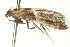  (Endotricha consobrinalis - BIOUG02075-D05)  @13 [ ] CreativeCommons - Attribution (2012) CBG Photography Group Centre for Biodiversity Genomics