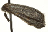  ( - BIOUG02075-F04)  @12 [ ] CreativeCommons - Attribution (2012) CBG Photography Group Centre for Biodiversity Genomics