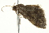  (Idaea BOLD:ABW0837 - BIOUG02075-H03)  @12 [ ] CreativeCommons - Attribution (2012) CBG Photography Group Centre for Biodiversity Genomics