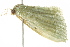  ( - BIOUG02076-C06)  @13 [ ] CreativeCommons - Attribution (2012) CBG Photography Group Centre for Biodiversity Genomics