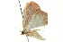  ( - BIOUG02076-D03)  @12 [ ] CreativeCommons - Attribution (2012) CBG Photography Group Centre for Biodiversity Genomics