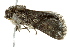  ( - BIOUG02076-D06)  @12 [ ] CreativeCommons - Attribution (2012) CBG Photography Group Centre for Biodiversity Genomics
