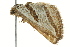  ( - BIOUG02076-G07)  @12 [ ] CreativeCommons - Attribution (2012) CBG Photography Group Centre for Biodiversity Genomics