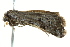  ( - BIOUG02076-H09)  @12 [ ] CreativeCommons - Attribution (2012) CBG Photography Group Centre for Biodiversity Genomics