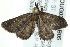  ( - BIOUG02078-B05)  @12 [ ] CreativeCommons - Attribution (2012) CBG Photography Group Centre for Biodiversity Genomics