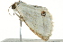  ( - BIOUG02078-B08)  @12 [ ] CreativeCommons - Attribution (2012) CBG Photography Group Centre for Biodiversity Genomics