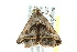  ( - BIOUG02078-C05)  @12 [ ] CreativeCommons - Attribution (2012) CBG Photography Group Centre for Biodiversity Genomics
