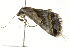  ( - BIOUG02078-C06)  @12 [ ] CreativeCommons - Attribution (2012) CBG Photography Group Centre for Biodiversity Genomics