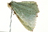  ( - BIOUG02078-D11)  @12 [ ] CreativeCommons - Attribution (2012) CBG Photography Group Centre for Biodiversity Genomics