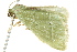  ( - BIOUG02078-E12)  @13 [ ] CreativeCommons - Attribution (2012) CBG Photography Group Centre for Biodiversity Genomics