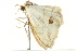  ( - BIOUG02078-G04)  @12 [ ] CreativeCommons - Attribution (2012) CBG Photography Group Centre for Biodiversity Genomics