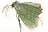  ( - BIOUG02078-G07)  @12 [ ] CreativeCommons - Attribution (2012) CBG Photography Group Centre for Biodiversity Genomics