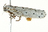  (Ethmia coscineutis - BIOUG02078-G09)  @12 [ ] CreativeCommons - Attribution (2012) CBG Photography Group Centre for Biodiversity Genomics