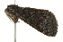  ( - BIOUG02078-H09)  @12 [ ] CreativeCommons - Attribution (2012) CBG Photography Group Centre for Biodiversity Genomics