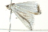  ( - BIOUG02079-A03)  @13 [ ] CreativeCommons - Attribution (2012) CBG Photography Group Centre for Biodiversity Genomics