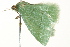  ( - BIOUG02079-A08)  @13 [ ] CreativeCommons - Attribution (2012) CBG Photography Group Centre for Biodiversity Genomics