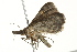  ( - BIOUG02079-C12)  @12 [ ] CreativeCommons - Attribution (2012) CBG Photography Group Centre for Biodiversity Genomics