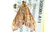  ( - BIOUG02080-A11)  @12 [ ] CreativeCommons - Attribution (2012) CBG Photography Group Centre for Biodiversity Genomics