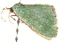  ( - BIOUG02080-C05)  @13 [ ] CreativeCommons - Attribution (2012) CBG Photography Group Centre for Biodiversity Genomics
