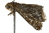  ( - BIOUG02080-C09)  @12 [ ] CreativeCommons - Attribution (2012) CBG Photography Group Centre for Biodiversity Genomics