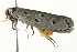  (Ethmia occuligera - BIOUG02080-C11)  @13 [ ] CreativeCommons - Attribution (2012) CBG Photography Group Centre for Biodiversity Genomics