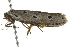  ( - BIOUG02080-D05)  @12 [ ] CreativeCommons - Attribution (2012) CBG Photography Group Centre for Biodiversity Genomics