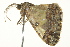  ( - BIOUG02080-E01)  @12 [ ] CreativeCommons - Attribution (2012) CBG Photography Group Centre for Biodiversity Genomics