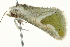  ( - BIOUG02080-E08)  @13 [ ] CreativeCommons - Attribution (2012) CBG Photography Group Centre for Biodiversity Genomics