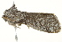  ( - BIOUG02080-F03)  @12 [ ] CreativeCommons - Attribution (2012) CBG Photography Group Centre for Biodiversity Genomics