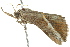  ( - BIOUG02080-H07)  @12 [ ] CreativeCommons - Attribution (2012) CBG Photography Group Centre for Biodiversity Genomics