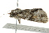  ( - BIOUG02082-C04)  @12 [ ] CreativeCommons - Attribution (2012) CBG Photography Group Centre for Biodiversity Genomics