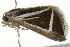 ( - BIOUG02082-D03)  @13 [ ] CreativeCommons - Attribution (2012) CBG Photography Group Centre for Biodiversity Genomics
