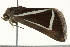  ( - BIOUG02082-D04)  @13 [ ] CreativeCommons - Attribution (2012) CBG Photography Group Centre for Biodiversity Genomics