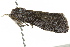  ( - BIOUG02082-F02)  @12 [ ] CreativeCommons - Attribution (2012) CBG Photography Group Centre for Biodiversity Genomics