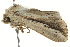  ( - BIOUG02082-F04)  @13 [ ] CreativeCommons - Attribution (2012) CBG Photography Group Centre for Biodiversity Genomics