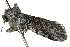  ( - BIOUG02082-H10)  @12 [ ] CreativeCommons - Attribution (2012) CBG Photography Group Centre for Biodiversity Genomics
