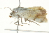  ( - BIOUG02083-A04)  @12 [ ] CreativeCommons - Attribution (2012) CBG Photography Group Centre for Biodiversity Genomics