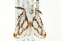  ( - BIOUG02083-D04)  @13 [ ] CreativeCommons - Attribution (2012) CBG Photography Group Centre for Biodiversity Genomics