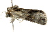 ( - BIOUG02083-D08)  @12 [ ] CreativeCommons - Attribution (2012) CBG Photography Group Centre for Biodiversity Genomics