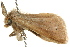 ( - BIOUG02083-E03)  @12 [ ] CreativeCommons - Attribution (2012) CBG Photography Group Centre for Biodiversity Genomics