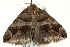  (Bastilla derogans - BIOUG02083-E04)  @13 [ ] CreativeCommons - Attribution (2012) CBG Photography Group Centre for Biodiversity Genomics